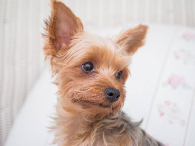 Onun ağzı ve kulakları hareketli ve sürüş araba pencereden dışarı başını sopa gibi rüzgarda dilini mutlu bir Yorkshire Terrier köpek asılı olduğunu.