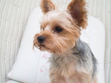 Onun ağzı ve kulakları hareketli ve sürüş araba pencereden dışarı başını sopa gibi rüzgarda dilini mutlu bir Yorkshire Terrier köpek asılı olduğunu.