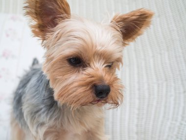 Onun ağzı ve kulakları hareketli ve sürüş araba pencereden dışarı başını sopa gibi rüzgarda dilini mutlu bir Yorkshire Terrier köpek asılı olduğunu.