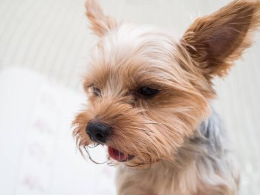 Onun ağzı ve kulakları hareketli ve sürüş araba pencereden dışarı başını sopa gibi rüzgarda dilini mutlu bir Yorkshire Terrier köpek asılı olduğunu.