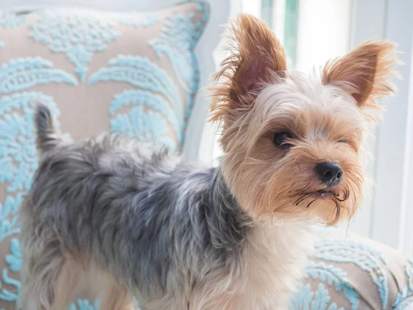 Glad Yorkshire Terrier Hund Hänger Tungan Hans Mun Och Öron — Stockfoto