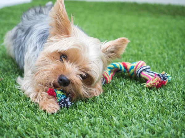 Glad Yorkshire Terrier Hund Hänger Tungan Hans Mun Och Öron — Stockfoto