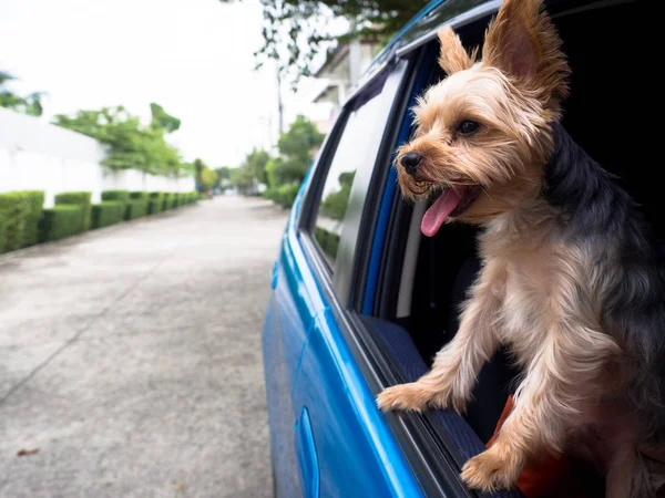 Onun ağzı ve kulakları hareketli ve sürüş araba pencereden dışarı başını sopa gibi rüzgarda dilini mutlu bir Yorkshire Terrier köpek asılı olduğunu.