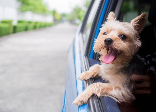 犬がぶら下がっている幸せなヨークシャー テリアは彼の口と彼は移動と運転車の窓を彼の頭を棒として風が吹いて耳から舌 — ストック写真