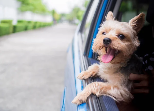 Onun ağzı ve kulakları hareketli ve sürüş araba pencereden dışarı başını sopa gibi rüzgarda dilini mutlu bir Yorkshire Terrier köpek asılı olduğunu.