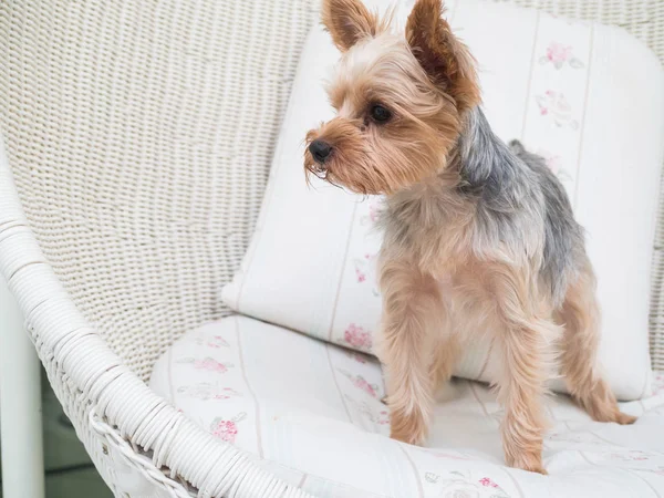 Glad Yorkshire Terrier Hund Hänger Tungan Hans Mun Och Öron — Stockfoto