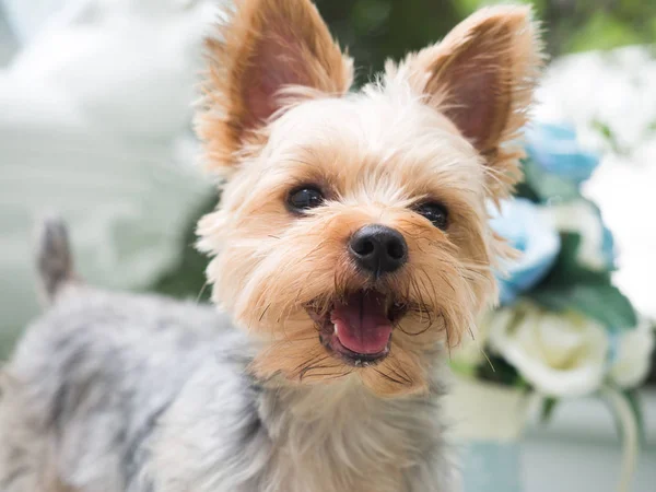 犬がぶら下がっている幸せなヨークシャー テリアは彼の口と彼は移動と運転車の窓を彼の頭を棒として風が吹いて耳から舌 — ストック写真