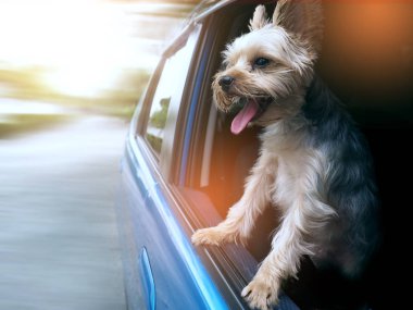 Onun ağzı ve kulakları hareketli ve sürüş araba pencereden dışarı başını sopa gibi rüzgarda dilini mutlu bir Yorkshire Terrier köpek asılı olduğunu.