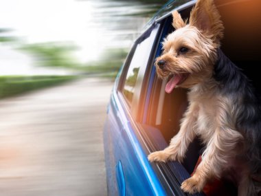 Onun ağzı ve kulakları hareketli ve sürüş araba pencereden dışarı başını sopa gibi rüzgarda dilini mutlu bir Yorkshire Terrier köpek asılı olduğunu.