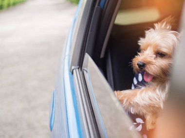 Onun ağzı ve kulakları hareketli ve sürüş araba pencereden dışarı başını sopa gibi rüzgarda dilini mutlu bir Yorkshire Terrier köpek asılı olduğunu.