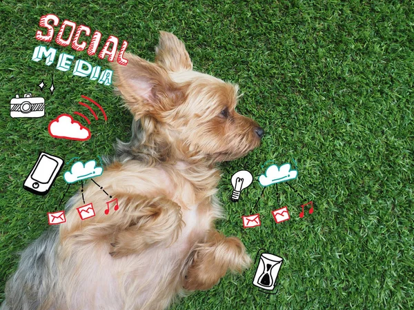 Lata Yorkshire Terrier hund sover på grönt gräs med väckarklocka redo att ringa. — Stockfoto
