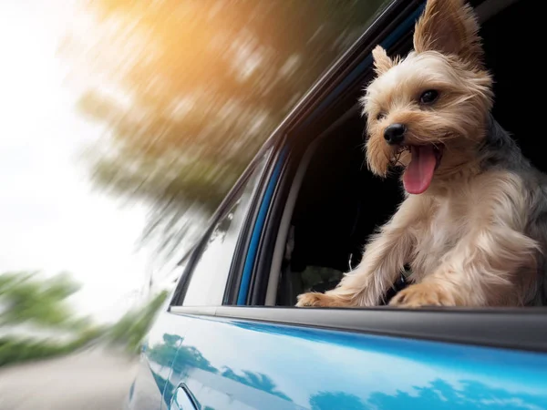 Onun ağzı ve kulakları hareketli ve sürüş araba pencereden dışarı başını sopa gibi rüzgarda dilini mutlu bir Yorkshire Terrier köpek asılı olduğunu. — Stok fotoğraf