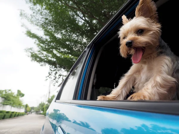 Onun ağzı ve kulakları hareketli ve sürüş araba pencereden dışarı başını sopa gibi rüzgarda dilini mutlu bir Yorkshire Terrier köpek asılı olduğunu.