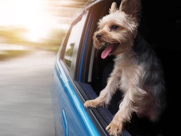 Onun ağzı ve kulakları hareketli ve sürüş araba pencereden dışarı başını sopa gibi rüzgarda dilini mutlu bir Yorkshire Terrier köpek asılı olduğunu.