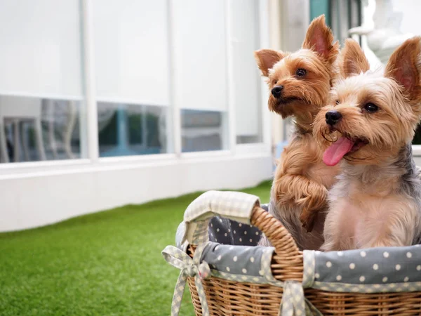 小さなかわいい面白いヨークシャー テリア子犬犬スタンド テーブル椅子と何かを探してします。ビンテージ カラー スタイル. — ストック写真