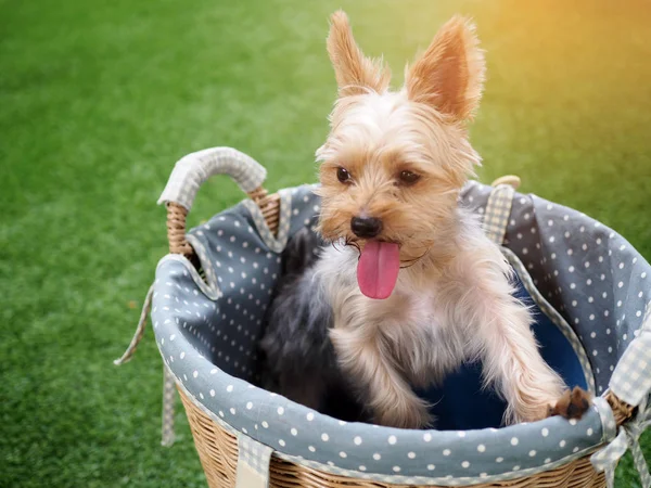 Małe słodkie śmieszne Yorkshire Terrier szczeniak pies stoisko na stół-krzesło i szukasz czegoś. Stylu Vintage color. — Zdjęcie stockowe