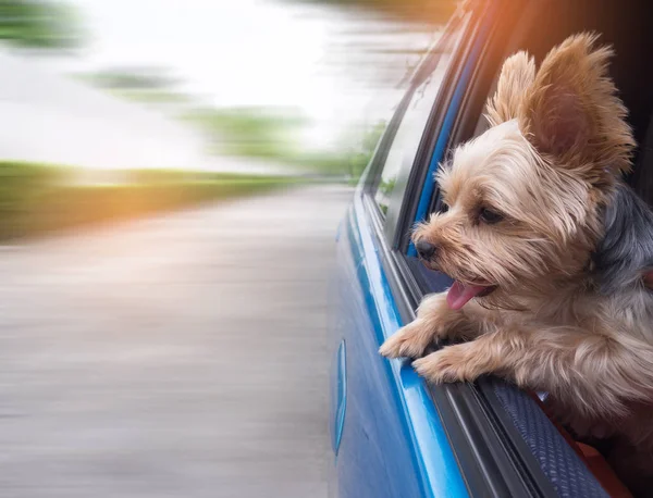 Um feliz cão Yorkshire Terrier está pendurado é língua fora de sua boca e ouvidos soprando no vento como ele enfia a cabeça para fora de uma janela de carro em movimento e condução . — Fotografia de Stock