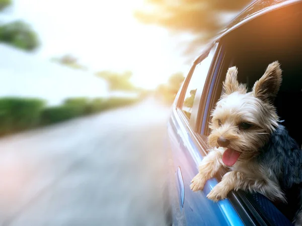 Onun ağzı ve kulakları hareketli ve sürüş araba pencereden dışarı başını sopa gibi rüzgarda dilini mutlu bir Yorkshire Terrier köpek asılı olduğunu.