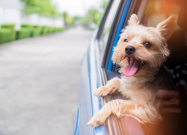 犬がぶら下がっている幸せなヨークシャー テリアは彼の口と彼は移動と運転車の窓を彼の頭を棒として風が吹いて耳から舌. — ストック写真