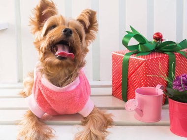 Küçük şirin komik Yorkshire Terrier köpek yavrusu bir Noel w