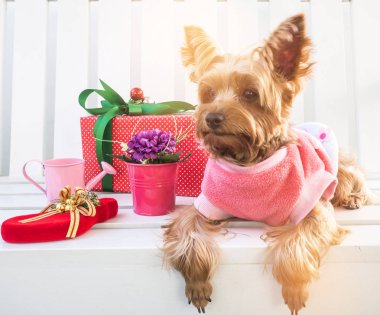 Küçük şirin komik Yorkshire Terrier köpek yavrusu bir Noel w