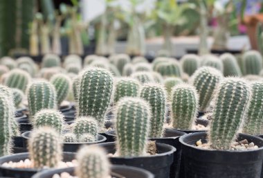 Küçük kaktüs. Natürmort doğal birçok kaktüs bitkileri Vintage stili stil kadar kapalı.