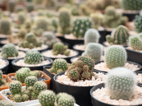 Küçük kaktüs. Natürmort doğal birçok kaktüs bitkileri Vintage s