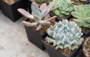 Küçük kaktüs. Natürmort doğal birçok kaktüs bitkileri Vintage s