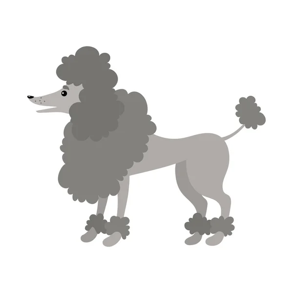 漫画のプードル。白の背景にグレーの犬 — ストックベクタ