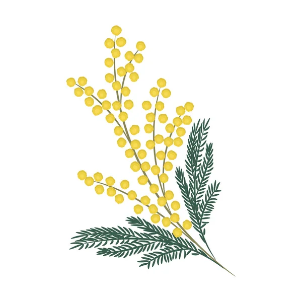 Mimoza Beyaz Zemin Üzerinde Bir Dalı Bahar Çiçekleri Projeleri Besteleri — Stok Vektör
