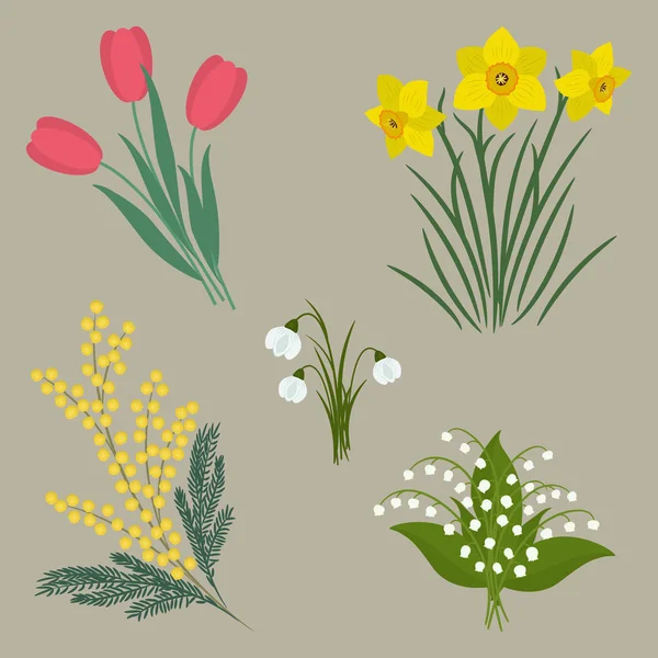 Conjunto Flores Primavera Sobre Fondo Beige Hay Tulipanes Narcisos Mimosa — Vector de stock