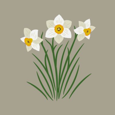 Bej renkli arka plan üzerinde beyaz nergis buket. Bahar çiçekleri. Vektör çizim