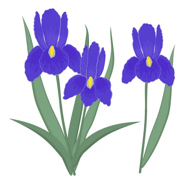 Iris Sobre Fondo Blanco Flores Azules Con Hojas Ilustración Vectorial — Vector de stock