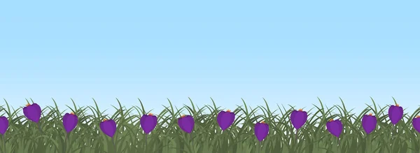 Purpurfarbene Krokusse Grünen Gras Vor Blauem Himmel Grenze Frühlingsblumen Kann — Stockvektor