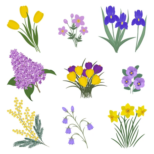 白地に黄色と紫の花のコレクション ミモザ チューリップ パンジー アイリス ライラック アネモネ クロッカスや水仙写真があります ベクトル図 — ストックベクタ