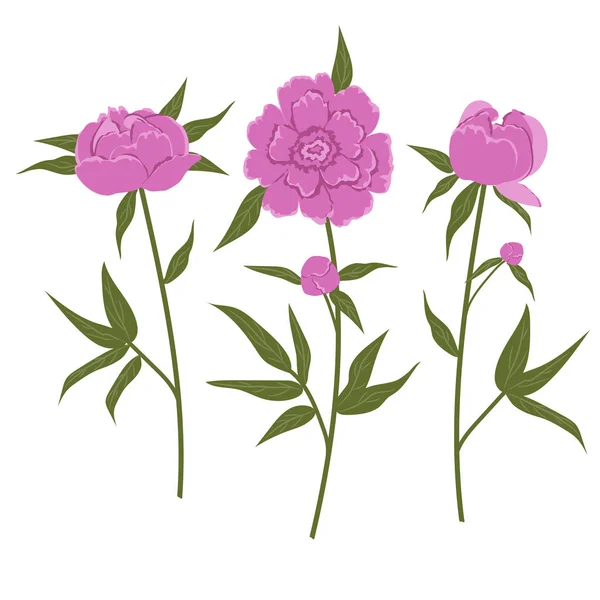 Peonías Rosadas Sobre Fondo Blanco Flores Primavera Con Hojas Ilustración — Vector de stock