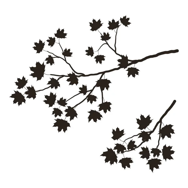 Silhouette Une Branche Arbre Sur Fond Blanc Une Branche Érable — Image vectorielle