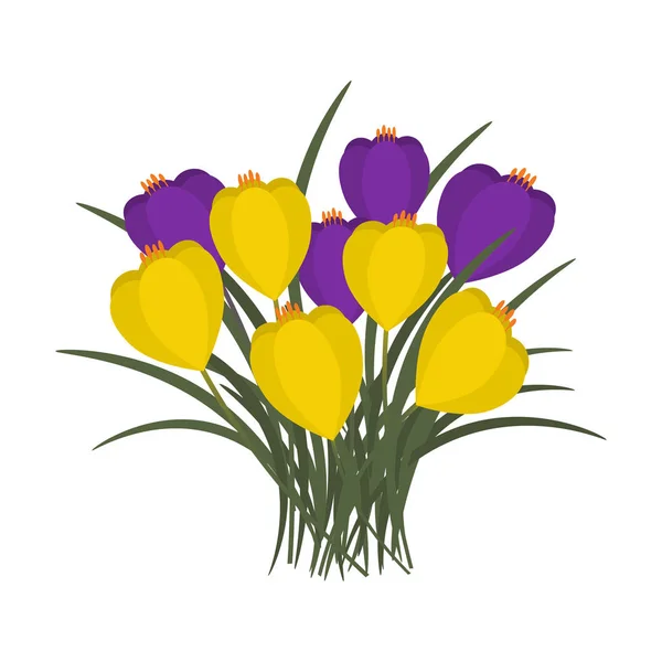 白い背景の上の黄色と紫のクロッカス 春の花と葉 ベクトル図 — ストックベクタ