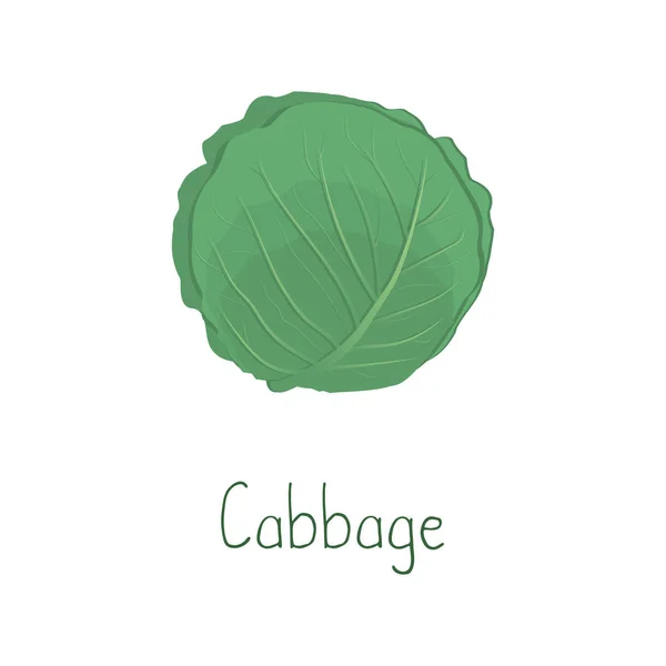 Cabbage Isolated White Background Food Icon Vector Illustration — Stock Vector