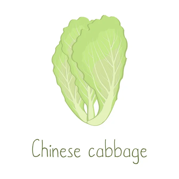 Chinese Cabbage Isolated White Background Food Icon Vector Illustration — Stock Vector