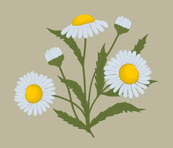 Gänseblümchen Mit Blättern Auf Beigem Hintergrund Sommerblumen Vektorillustration — Stockvektor