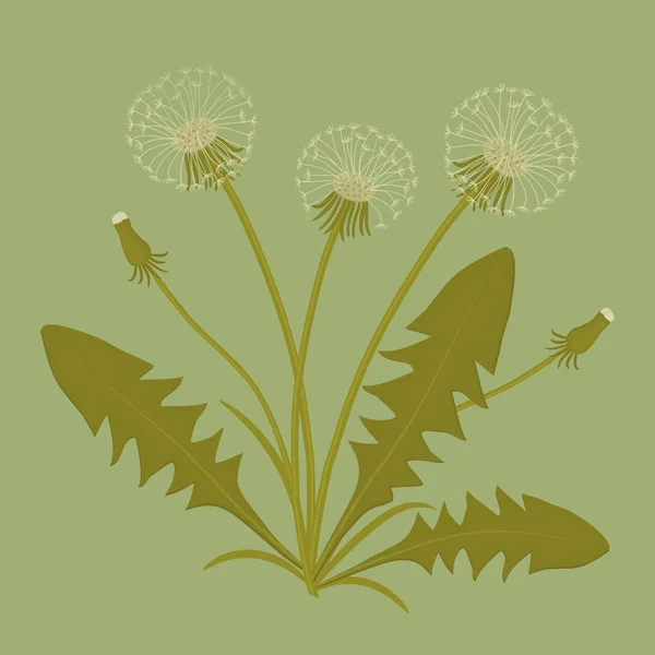 Dandelions Leaves Green Background Spring Flowers Vector Illustration — Stock Vector