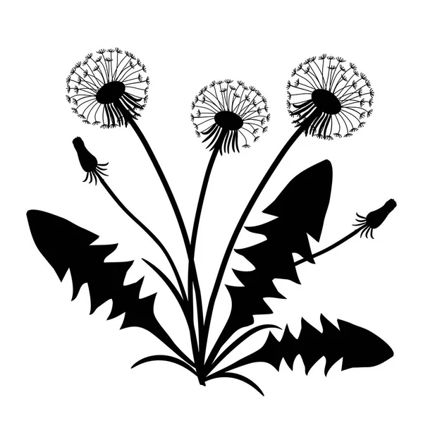 Silhouettes Pissenlits Avec Des Feuilles Illustration Vectorielle Noir Blanc — Image vectorielle