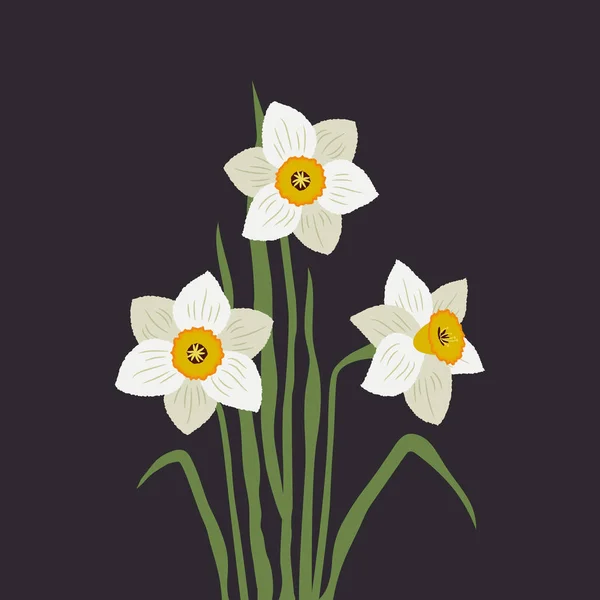 Narcisos Blancos Sobre Fondo Negro Puede Utilizar Como Elemento Diseño — Vector de stock