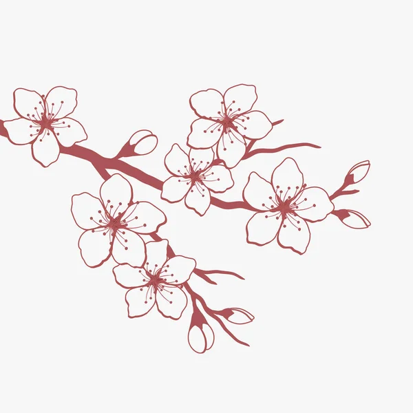 Kirazın çiçek açan dalı. Beyaz arka planda çiçekli bir kiraz dalının kırmızı silueti. Sakura çiçekleri. Vektör illüstrasyonu