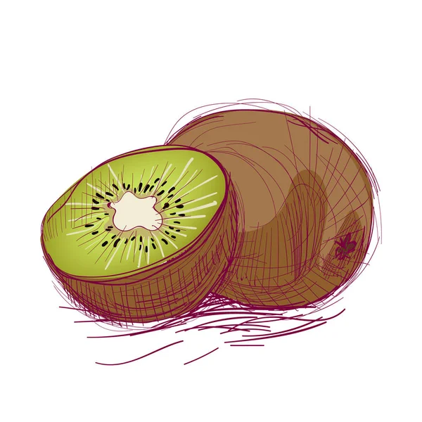 Vektör çizimi bir kivi