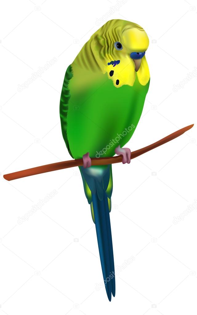 Vector illustration of bright colorful budgerigar. Classic detailed drawing of a cute green wavy australian parrot. 