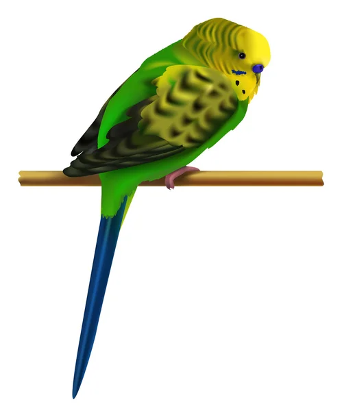 Illustrazione vettoriale di brillante budgerigar colorato. Classico disegno dettagliato di un simpatico pappagallo australiano ondulato verde . — Vettoriale Stock