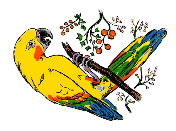 Vectorillustratie voor heldere kleurrijke parrot. Geïsoleerde exotische Pino zit op een tak. — Stockvector