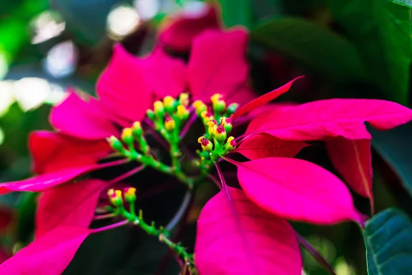 Red tropical flowers. Nature Background. Selective focus. Bokeh — Stock Photo, Image